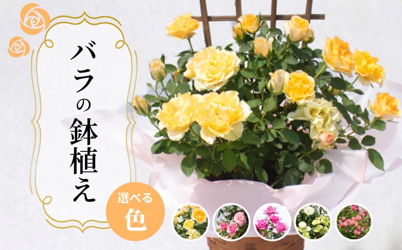 
                  バラ 鉢植え 選べる 色  オレンジ 白 ピンク ミニチュアピンク 紫  ( ギフト プレゼント 贈答 花 フラワー プロポーズ 記念日 お祝い 自然 贈り物 ローズ 植物 バラ鉢苗 バラ苗 ガーデニング 産地直送 お取り寄せ 癒やし 香り リラックス ) 下関 山口
                