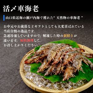 【活き〆】冷凍車海老 12尾 400g | 車海老 車海老 車海老 車海老 車海老 山口県 宇部市