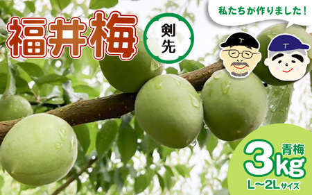 【先行予約】【福井特産】 福井梅（剣先）青梅 3kg（L～2L サイズ）【2025年6月以降順次発送】 梅 福井梅 生梅 青梅 完熟梅 梅干し 梅酒 梅干 梅シロップ 梅ジャム 梅ジュース 果物 梅肉 ウメ うめ [m74-a004]