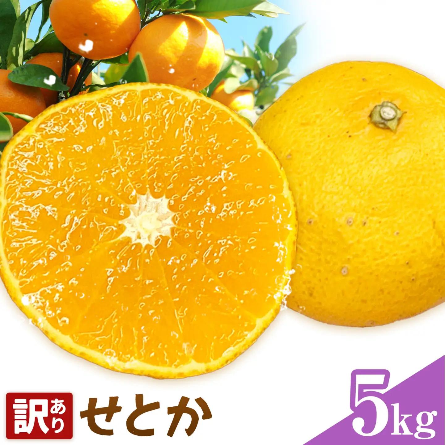 せとか 訳あり 5kg
