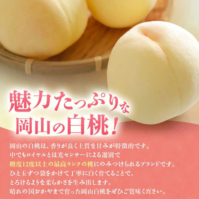 【2026年先行受付】 白桃 ニューピオーネ 約1.2kg セット 桃 2玉 ぶどう 1房 岡山県産  御中元 ギフト 御礼 プレゼント 御礼 御祝 御供 果物 くだもの フルーツ もも モモ 葡萄 