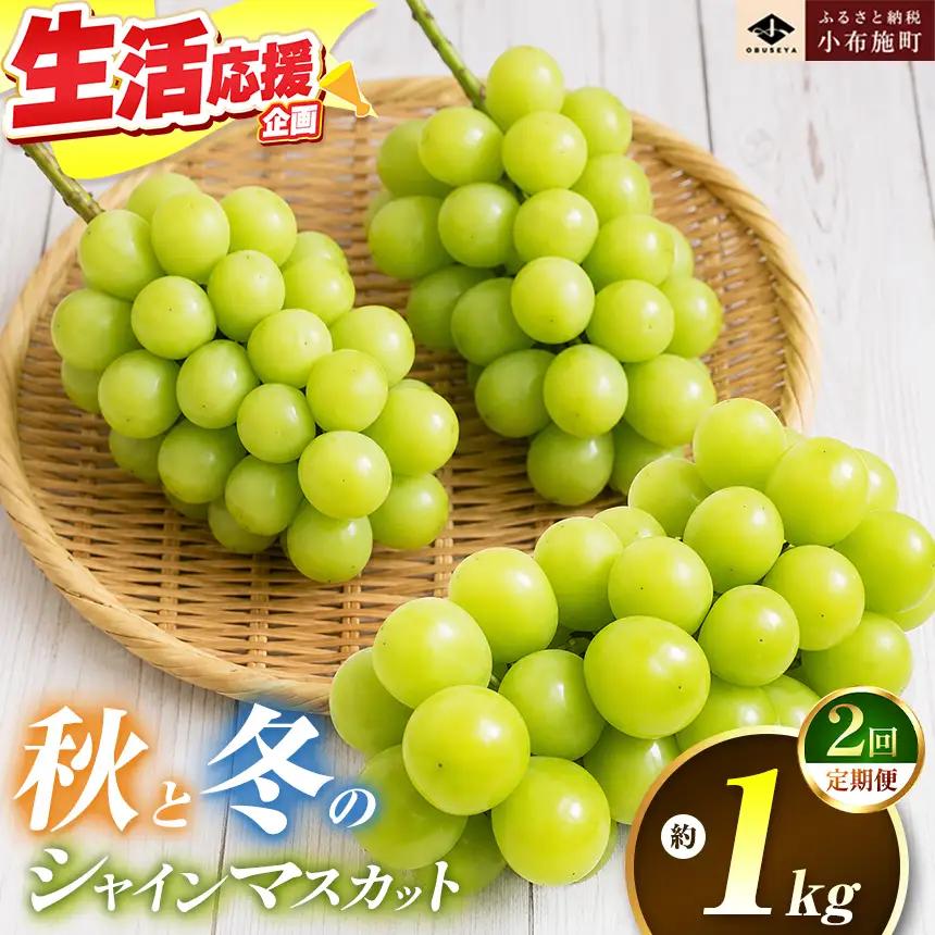 秋と冬のシャインマスカット2回定期便 約1kg × 2回 合計 約2kg ［小布施屋］ 令和8年産 【2026年10月～12月発送】［J-8］