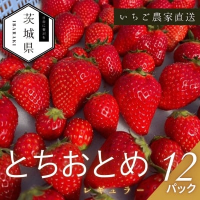 
            ＜2026年1月より順次発送予定＞風早いちご園 とちおとめ レギュラー 250g×12パック【1647795】
          