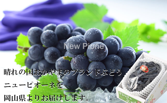 ぶどう 2024年 先行予約 ニュー ピオーネ 約700g×1房 6月下旬～7月下旬発送 ブドウ 葡萄  岡山県産 国産 フルーツ 果物 ギフト