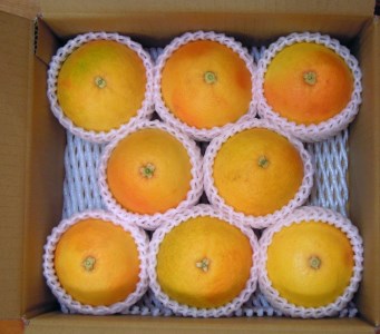 美浜町産グレープフルーツ（スタールビー）ご家庭用　6-8玉（約2.2kg）　※2026年5月上旬～7月上旬頃に順次発送予定