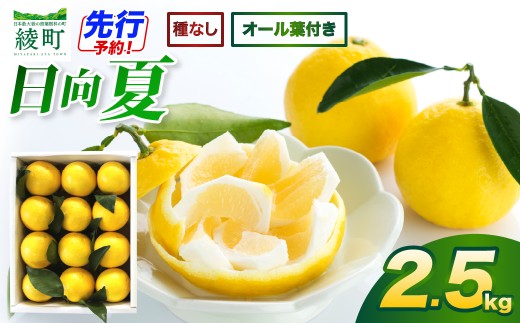 【先行受付】初春の旬「日向夏」種なし（オール葉付き）2.5kg 果物 フルーツ くだもの 柑橘 フルーツサンド おやつ スイーツ デザート ジャム おすすめ ギフト 贈り物 贈答 プレゼント おすそ分け お返し 宮崎県 綾町 送料無料【JA綾町】_A0114-2711