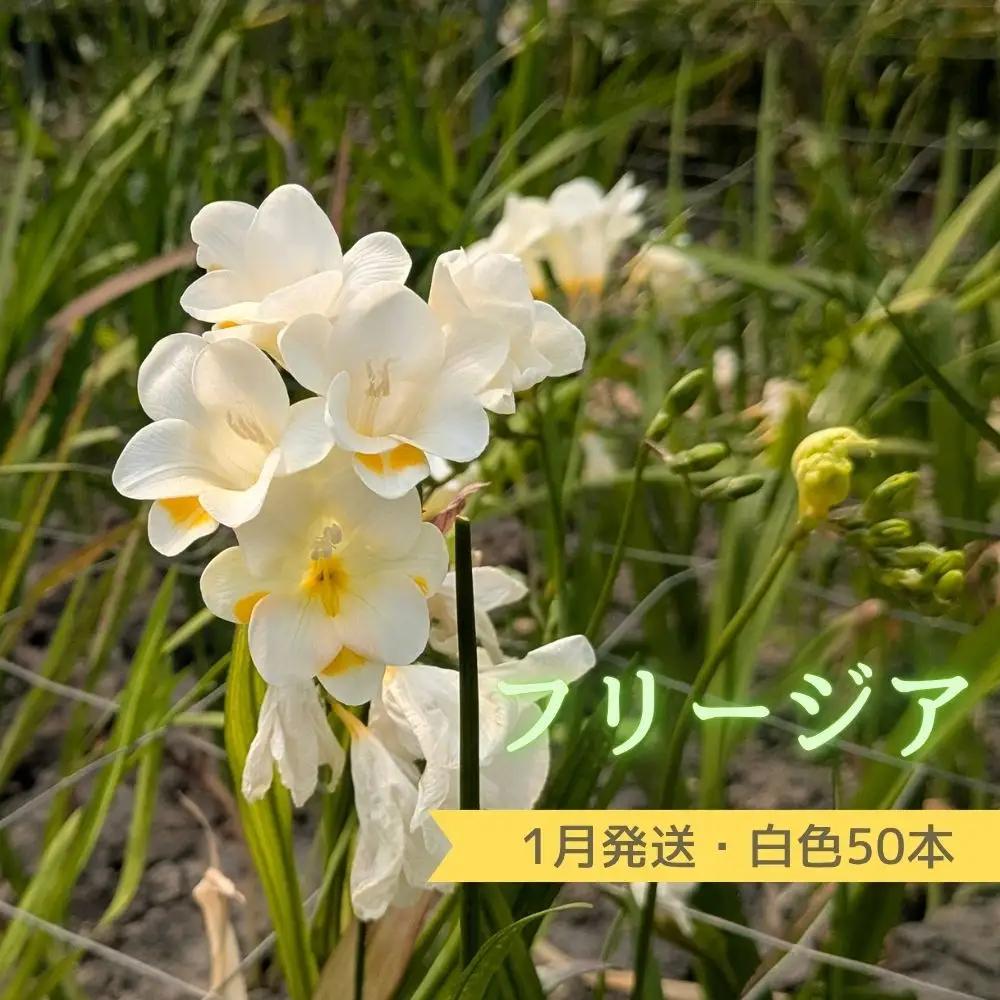 1月発送：優しい香り【フリージア】白色　50本