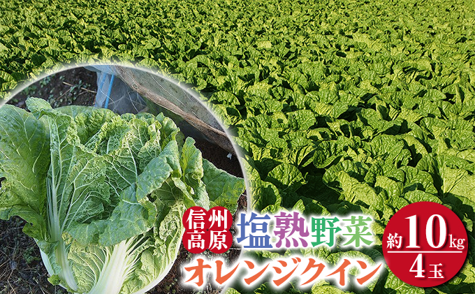 信州高原塩熟野菜（オレンジクイン）約10kg 4玉 産地直送 葉物野菜 甘い やわらかい サラダ 生食 オレンジ白菜 白菜 まろやか 食材 料理 調理