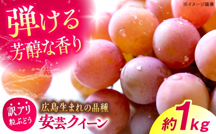 
                  【先行予約】【訳あり】 安芸クイーン 約1kg（500g×2パック）＜8月下旬から順次発送＞ ぶどう ブドウ 葡萄 budou 2026年発送 大粒 フルーツ 果物 くだもの 産地直送 お取り寄せ 送料無料 農家直送 新鮮 ギフト 贈答 人気 完熟 粒入 三次市 / 西田ぶどう園 [APCM017]
                