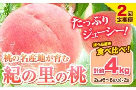 【2026年度出荷】桃 和歌山県産 紀の里の桃【2回定期便】約2kg×2回 定期《2026年6月中旬-8月中旬頃出荷》桃桃桃