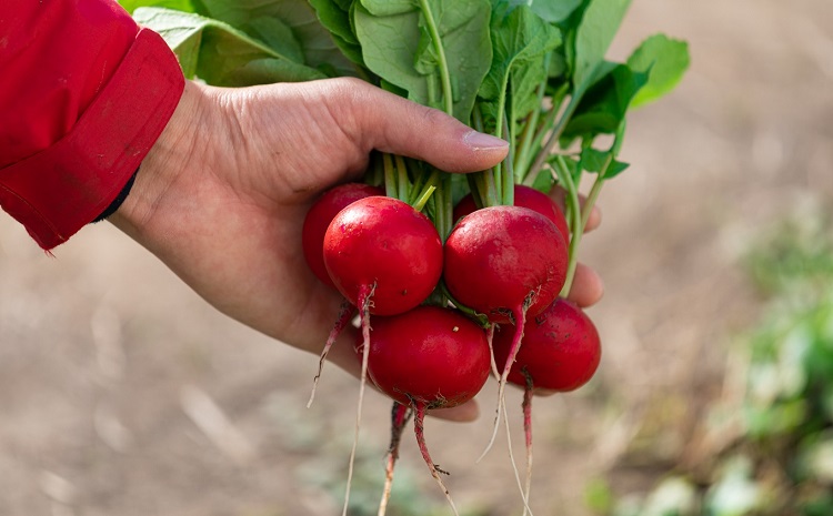 京丹波ラディッシュ 5袋セット 京都 丹波 大粒 ジューシー フルーティー ソテー グリル料理 バーベキュー アヒージョ かき揚げ サラダ スープ ※北海道・沖縄・その他離島への配送不可 [008NM
