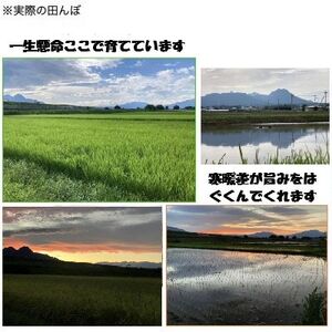 こしひかり(精米)【ミズサワ】令和7年産　低農薬　10kg【1669220】