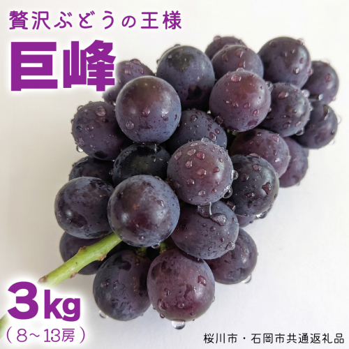 《 2026年 収穫分 》 種あり 巨峰 3kg 8～13房 (桜川市・石岡市共通返礼品) 先行予約 石田ぶどう園 国産 茨城県 桜川市 ぶどう ブドウ 葡萄 果物 くだもの フルーツ 旬 人気 産直 採れたて 新鮮 産地直送 秋 贈答 ギフト プレゼント [FB003sa]
