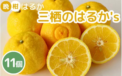  晩柑  はるか    三栖の『はるか』’ｓ11個入　 ※２月中旬～3月上旬頃に順次発送予定【期間限定・先行予約・1月末まで】 / 柑橘 果実酒 ピール マーマレード  さっぱり 田辺市 希少 晩柑【