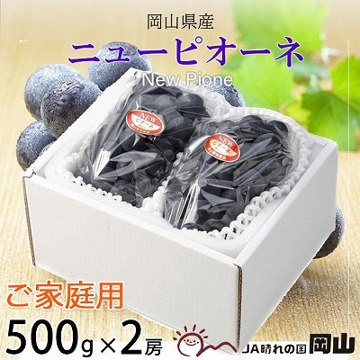 【2026年8月下旬より発送】ご家庭用　岡山県産　ピオーネ　500g×2房【配送不可地域：離島】