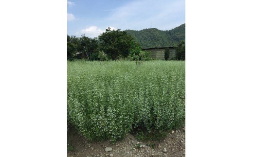 GJ-02　無農薬ハーブ園から採取した超希少な日本ミツバチの蜂蜜