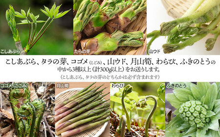 【令和7年発送】山菜セット天ぷら用（3種以上）　タラの芽、山ウド、月山筍など　計300g以上　グレイスファーム