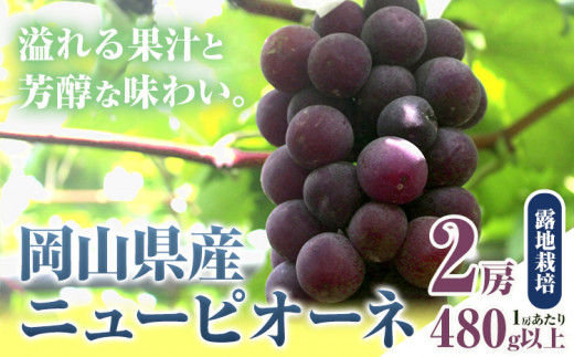 256.【先行予約】 岡山県産 ニューピオーネ 2房 480g以上 露地栽培 葡萄 果物 厳選出荷 スイーツ フルーツ デザート 岡山県矢掛町《9月上旬-10月末頃に出荷予定(土日祝除く)》 種なしぶどう 【配送不可地域あり】