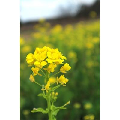 ふるさと納税 牛久市 牛久市産菜の花油「オーリオ」6種セット |  | 03