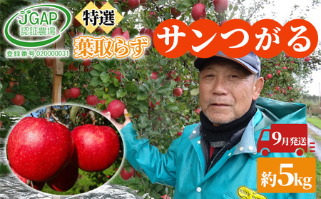 りんごサンつがる贈答用葉取らず特選青森県産りんご【約5kg】