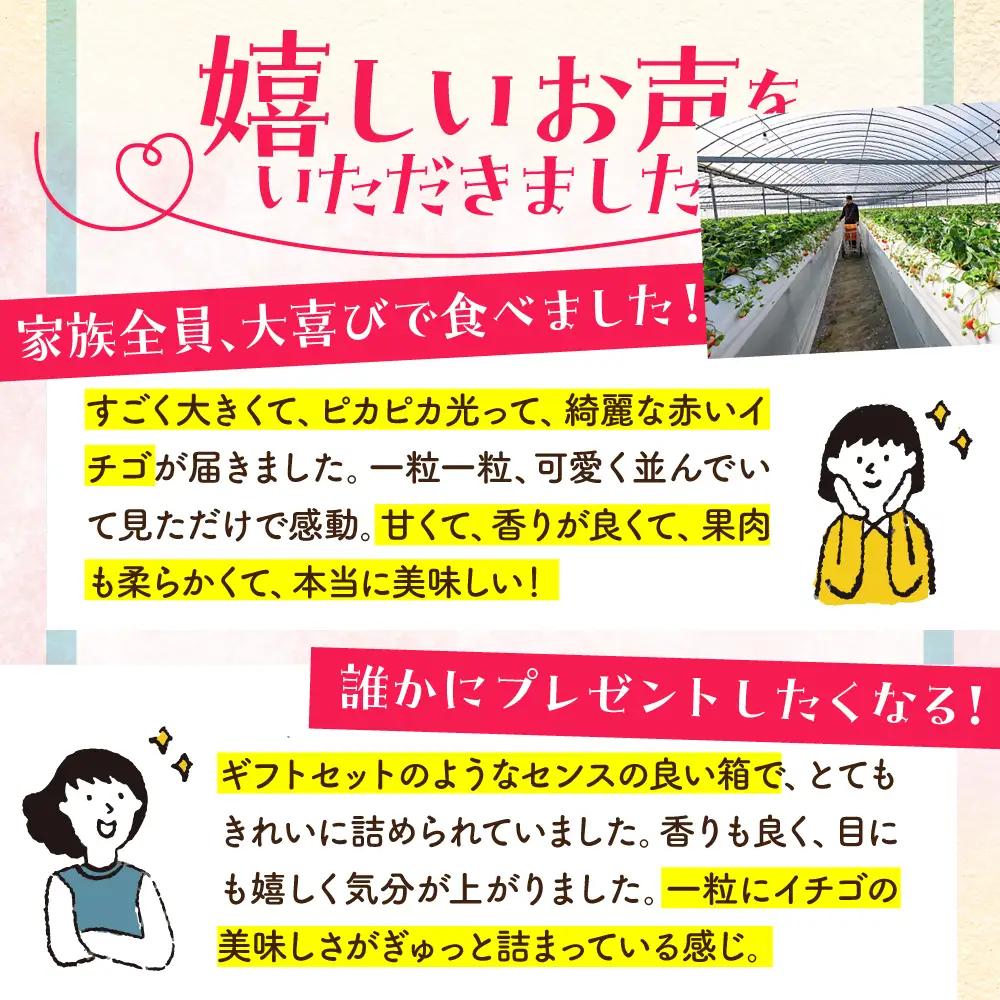 【先行予約】【2?4月発送】いちごさんさがほのか計4パック1kg HAF020 いちご