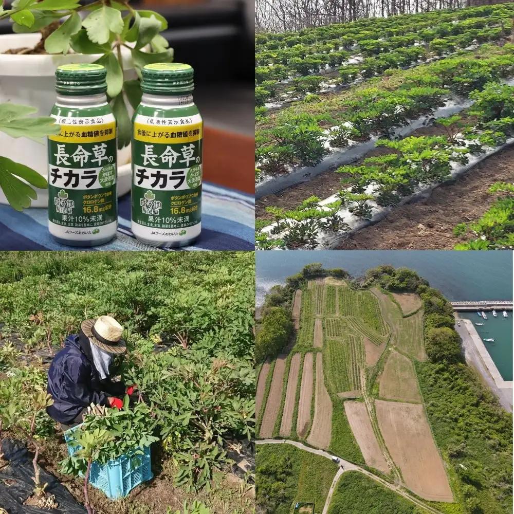 青汁 長命草のチカラ 24本×1箱 | 青汁