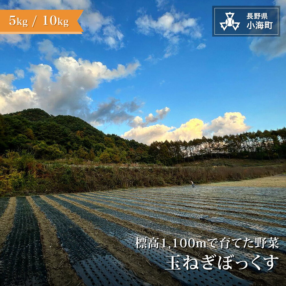 【ふるさと納税】あとくら農園 玉ねぎぼっくす| 野菜 新鮮 旬 玉ねぎ 10kg 5kg【 2026年発送 先行予約 】