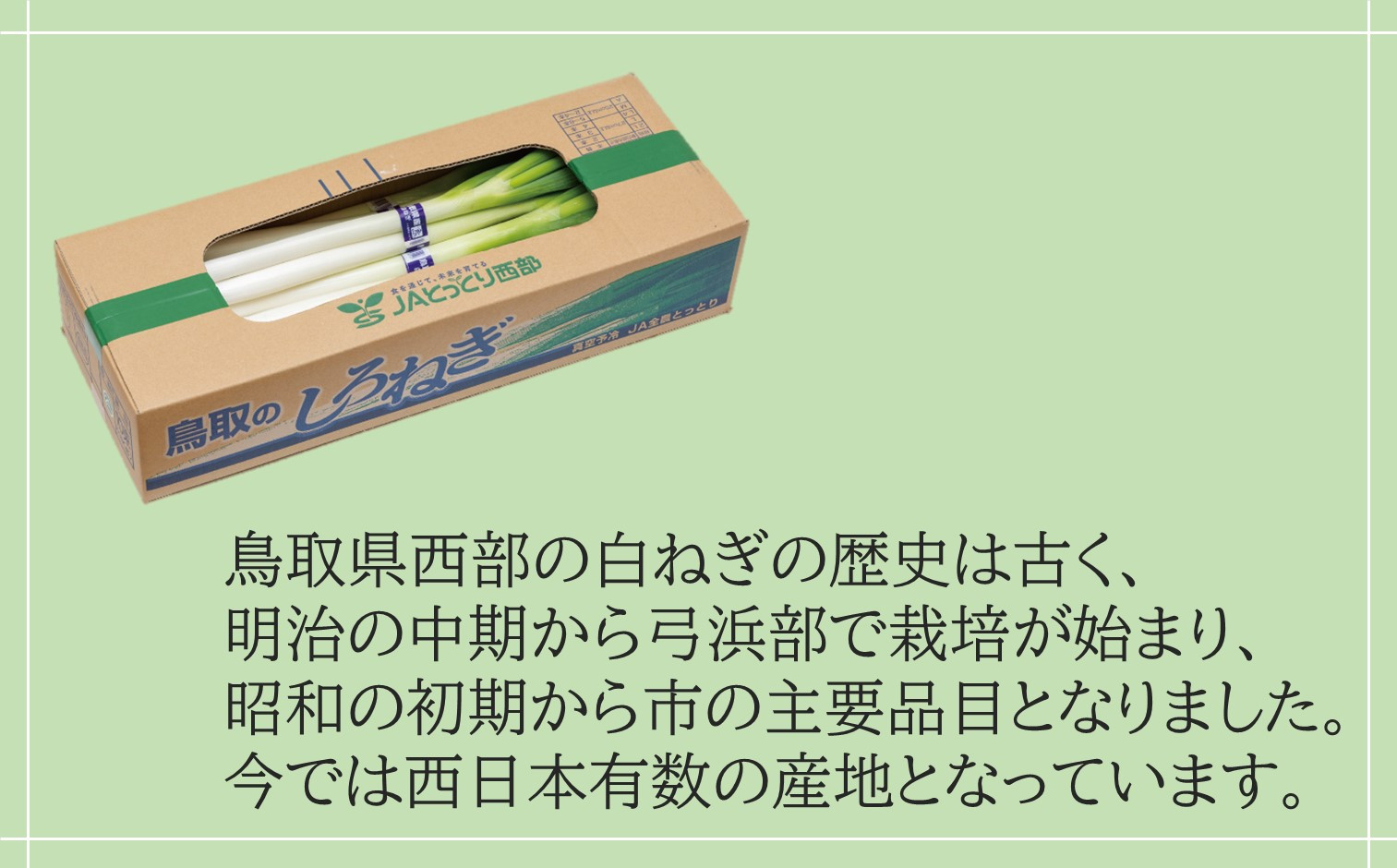 鳥取県産　白ねぎ（3kg）