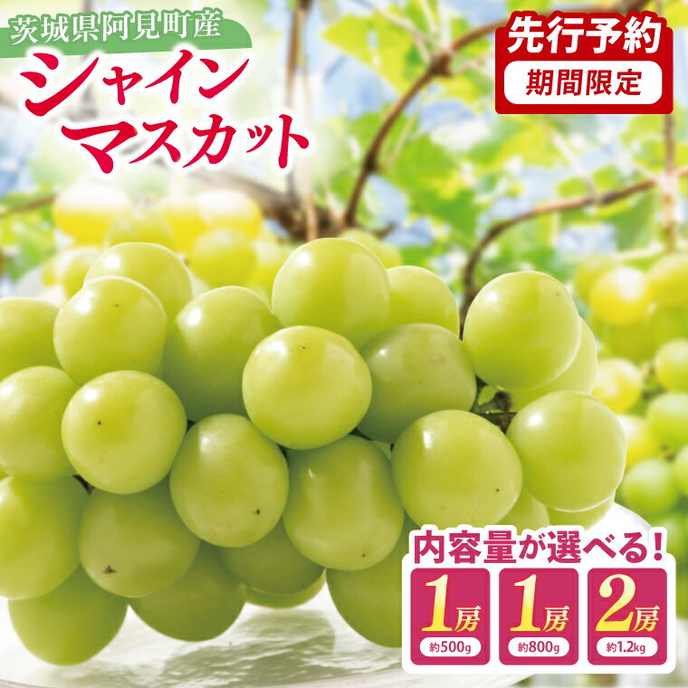 【ふるさと納税】【選べる】【先行予約】【2025年10月以降発送】シャインマスカット【マスカット ぶどう ブドウ 葡萄 フルーツ 果物 くだもの 阿見町 茨城県】（49-01）