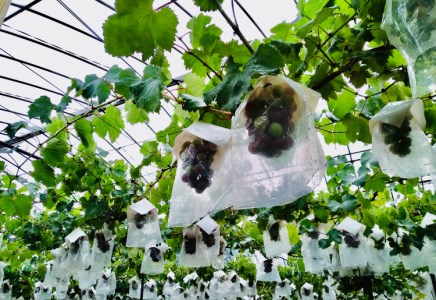 【予約受付】葡萄 ぶどう ブラックオリンピア 約1kg（2～3房）【2026年8月中に順次発送予定】【申し込みは7月下旬まで】