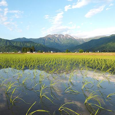 ふるさと納税 南魚沼市 【毎月定期便】特別栽培米南魚沼産こしひかり「雪穂」 玄米 10kg(5kg×2袋) 全9回 |  | 02