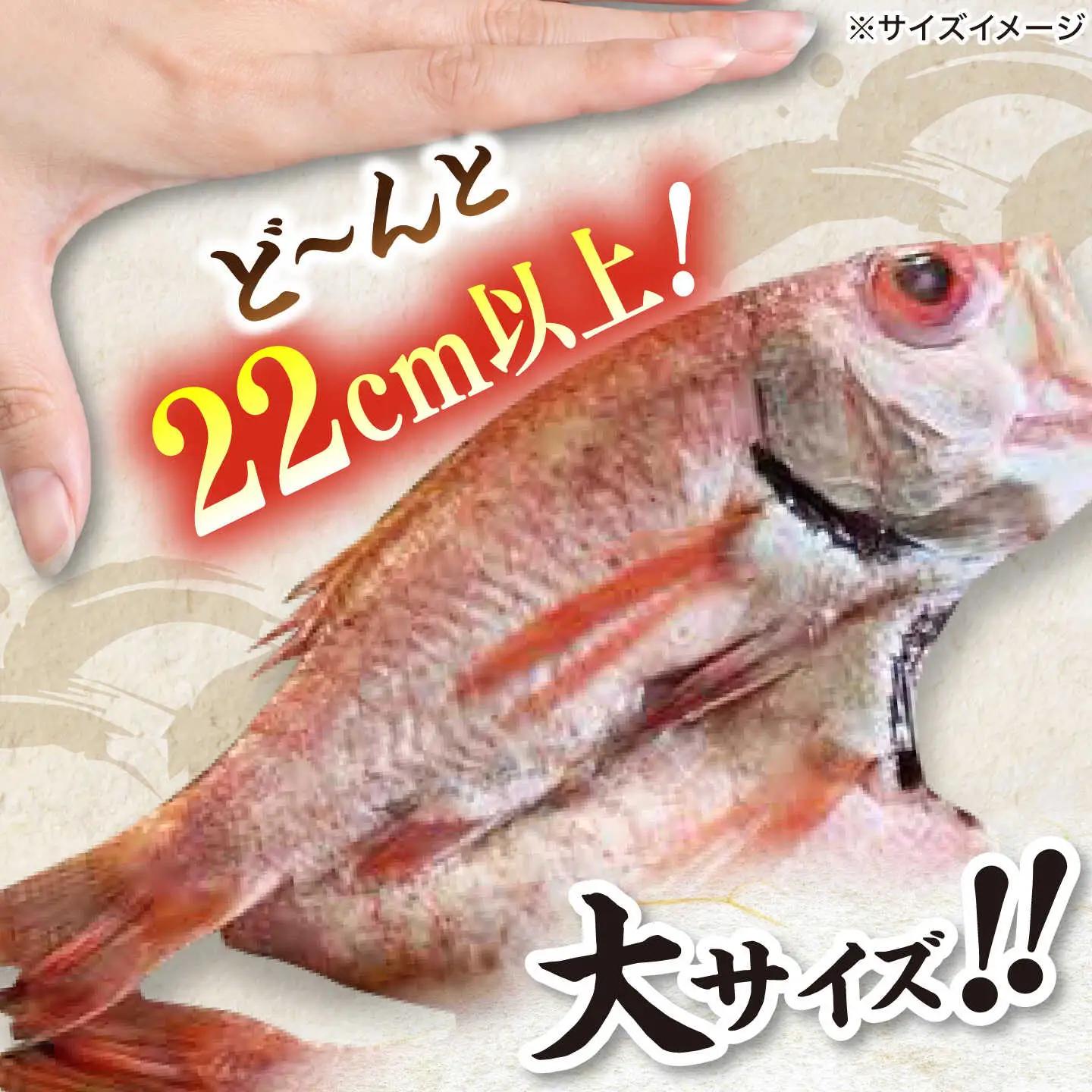 のどぐろ一夜干し2尾 450g級使用「天日ほしもん屋」 のどぐろ 干物 [ALCJ005] 