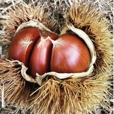 茨城県かすみがうら市産 熟成 生栗 3Lサイズ　約2kg〈2025年10月中旬より順次発送予定〉【配送不可地域：離島】