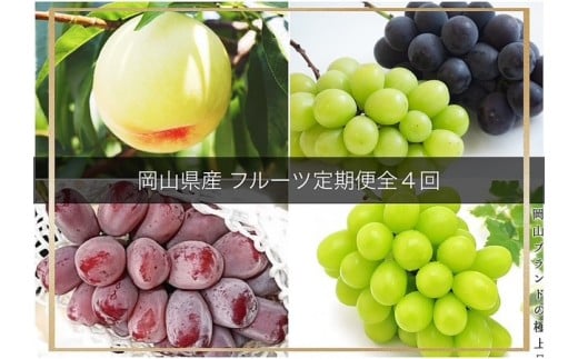 フルーツ  2026年 岡山県産 定期便 4回コース（シャインマスカット・ニューピオーネ・岡山冬桃がたり等） | フルーツ 果物 くだもの ぶどう ブドウ シャインマスカット  晴王 ニューピオーネ 