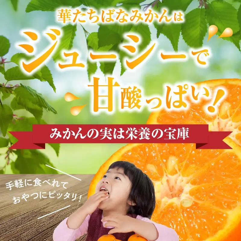 【2026年12月発送開始】華たちばなみかん 約5kg｜ＪＡふくおか八女 蜜柑 ミカン 秀品 福岡 果物 フルーツ 先行予約 家庭用 自宅用 002-005