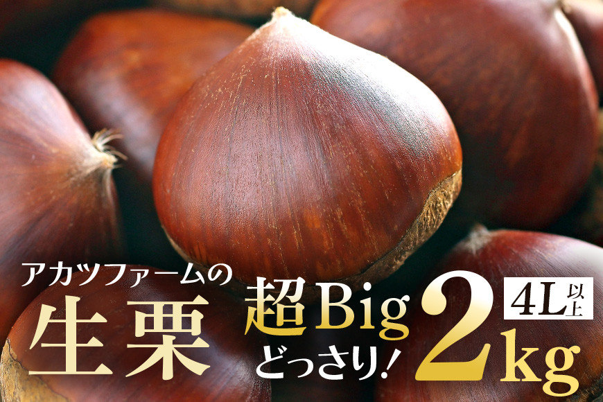 
            生栗 2kg 超特大 4Lサイズ以上 栗 くり 国産 国産栗 和栗 ギフト プレゼント 特大 大きい 大粒 メガマロン 秋 旬 おやつ スイーツ 果物 フルーツ 焼き栗 栗ご飯 栗きんとん 栗おこわ 栗生産量 日本一 いばらき
          