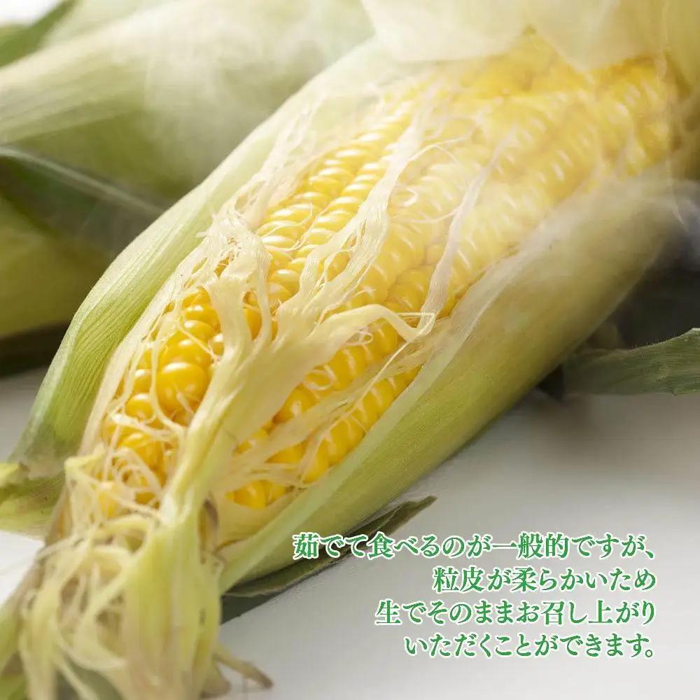 【先行予約】旭川近郊産　黄色いとうもろこし(ゴールドラッシュ) 3.5kg(10本) 2026年8月上旬から発送開始 | とうもろこし 北海道 _04842