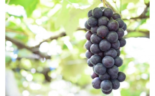 【2026年発送】太陽燦々★スチューベン　約２kg（6～12房）