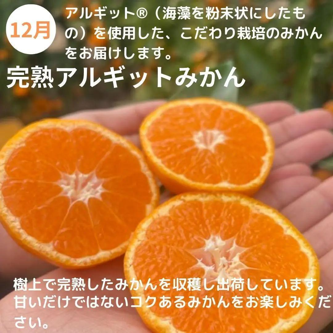 みかん満足セットL | 定期便 全3回 フルーツ みかん 不知火 バター 12月～2月