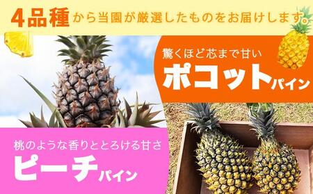 KABIRA パイナップル 訳あり ご家庭用 約3kg 4種のパインからお任せ ＜2026年6月から発送＞ | 石垣 パイン MF-002