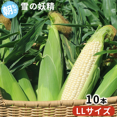 ＜2026年発送＞ 富良野産 “朝もぎ” ホワイトコーン「雪の