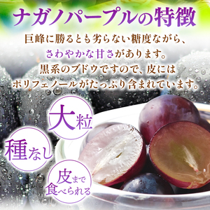 【先行予約】【９月上旬頃～発送予定】 ナガノパープル（1房） | 果物 くだもの フルーツ 葡萄 ぶどう ブドウ ナガノ パープル 長野県 塩尻市