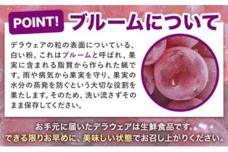 【先行予約】デラウェア ぶどう 約500g(2-4房) フルーツ 果物《2026年6月中旬-7月上旬頃出荷》和歌山県 岩出市 送料無料 一大産地