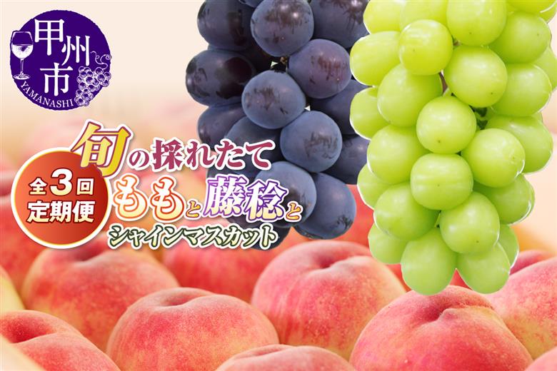 【定期便】旬の採れたて3回定期便（桃・藤稔・シャインマスカット）【2026年発送】（HO）C9-413
