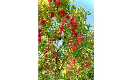 2026年産 長野産りんご農家お任せ詰合わせ家庭用3kg 果物 フルーツ デザート 食後 濃密 