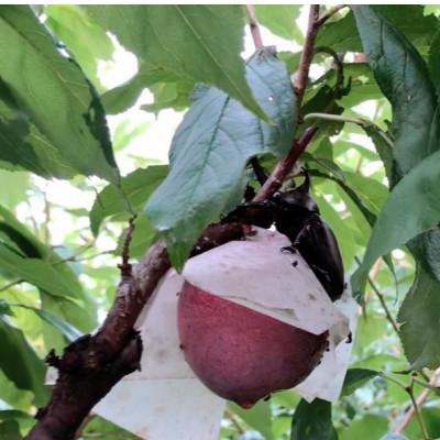 ふるさと納税 南アルプス市 【2026年発送/先行受付】すもも貴陽　(9~10玉)　1.5kg |  | 03