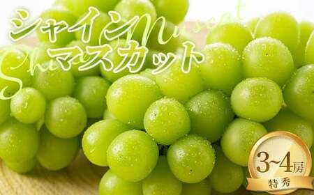 【令和7年産先行予約】 シャインマスカット 2kg以上 (3～4房入り 特秀) 《令和7年9月上旬～発送》 『NOWAフルーツ』 マスカット ぶどう 果物 フルーツ 山形県 南陽市 [2247]