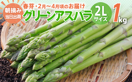 先行予約 アスパラ 2Lサイズ 1kg 朝採り 直送 春芽 グリーンアスパラガス 朝採れ 数量限定 【2025年2月から4月お届け】 BT02