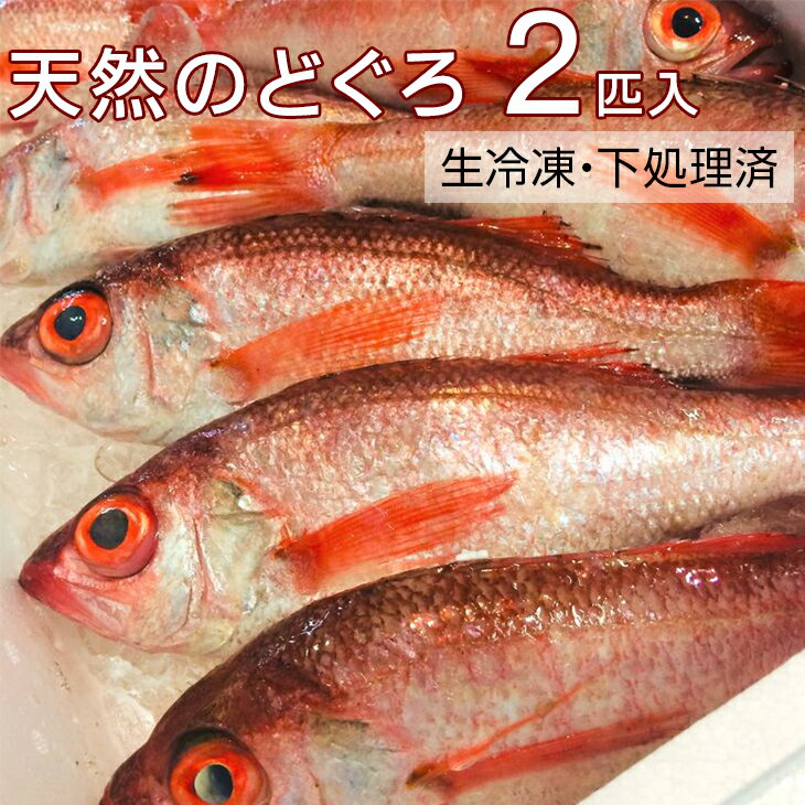 【ふるさと納税】【能登半島地震復興支援】天然のどぐろ　特大サイズ2尾入（合計760g以上）　生冷凍、ウロコ・内臓下処理済み≪魚 新鮮 高級魚 真空≫ 石川県 七尾市 能登◇ ※2025年7月下旬～2026年1月下旬頃より順次発送予定