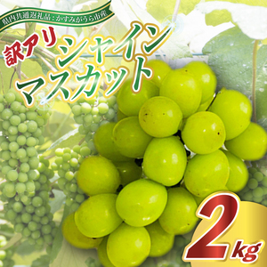 【ふるなびWEEK対象】訳あり シャインマスカット 約2kg ＜2026年9月より順次発送＞ (県内共通返礼品:かすみがうら市産) (BR076)